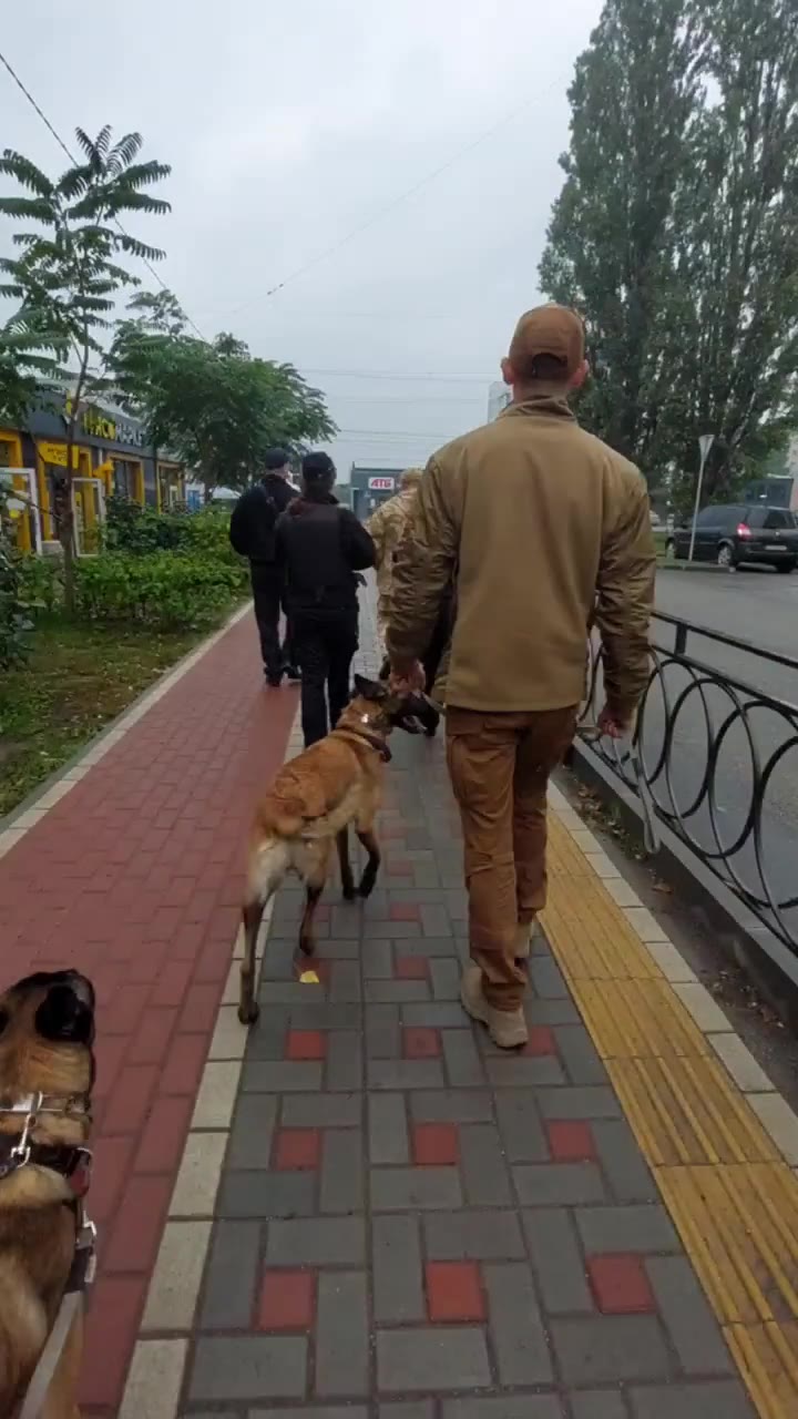 Тренировка малинуа в городской среде